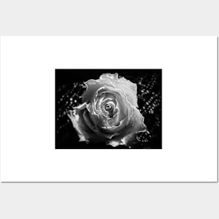 Rose and lace in black and white Posters and Art